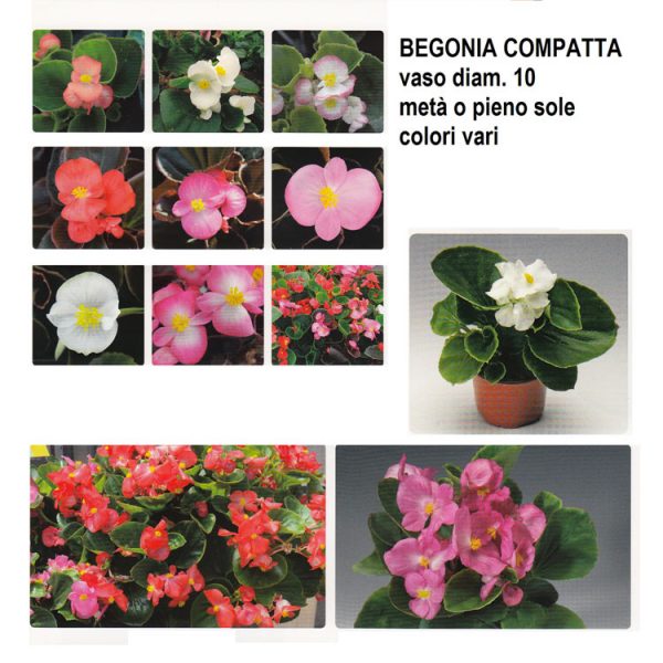 BEGONIA-COMPATTA